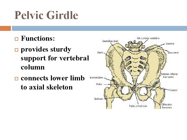 Pelvic Girdle Functions: provides sturdy support for vertebral column connects lower limb to axial