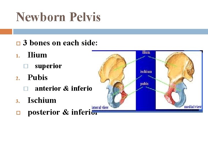 Newborn Pelvis 1. 3 bones on each side: Ilium � 2. Pubis � 3.