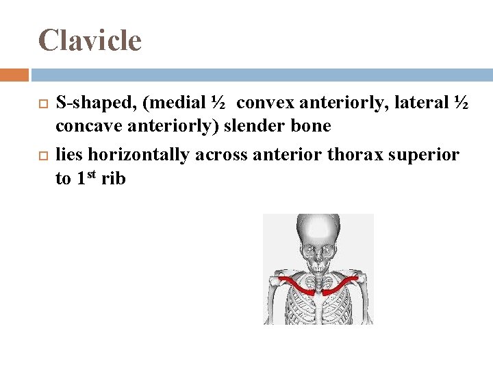 Clavicle S-shaped, (medial ½ convex anteriorly, lateral ½ concave anteriorly) slender bone lies horizontally