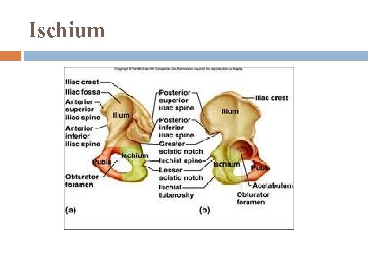Ischium 