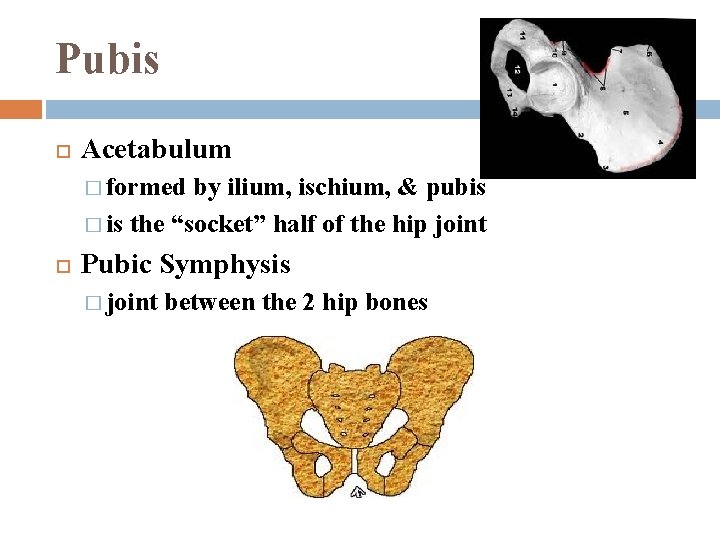 Pubis Acetabulum � formed by ilium, ischium, & pubis � is the “socket” half