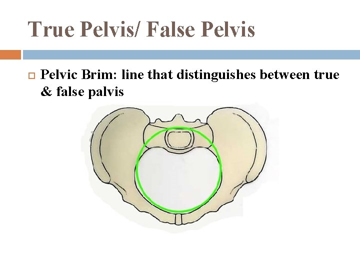True Pelvis/ False Pelvis Pelvic Brim: line that distinguishes between true & false palvis