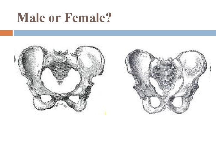 Male or Female? 