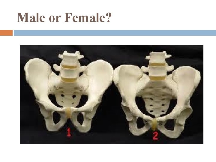 Male or Female? 