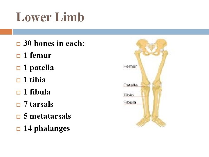 Lower Limb 30 bones in each: 1 femur 1 patella 1 tibia 1 fibula