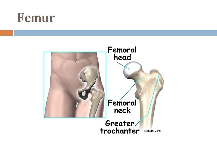 Femur 