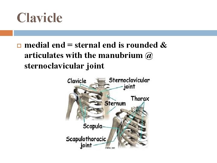 Clavicle medial end = sternal end is rounded & articulates with the manubrium @