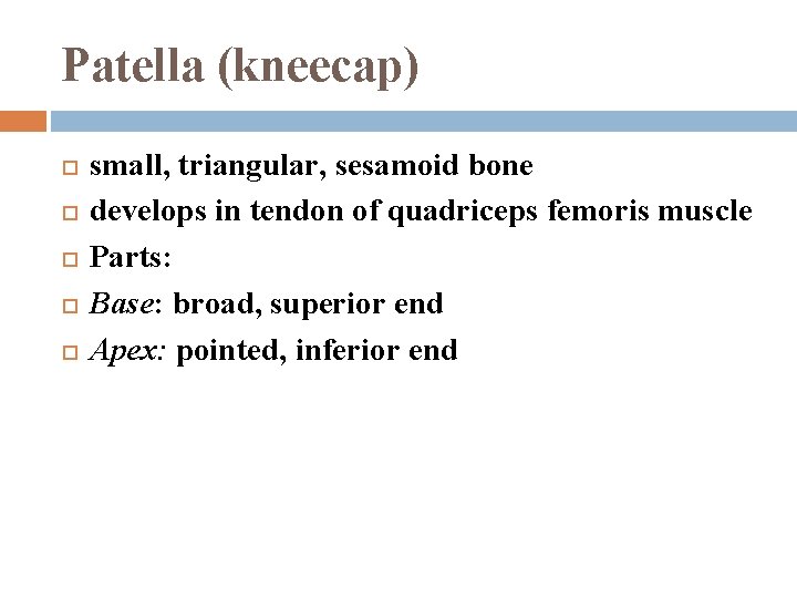 Patella (kneecap) small, triangular, sesamoid bone develops in tendon of quadriceps femoris muscle Parts: