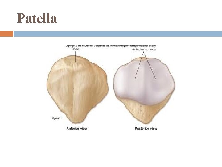 Patella 