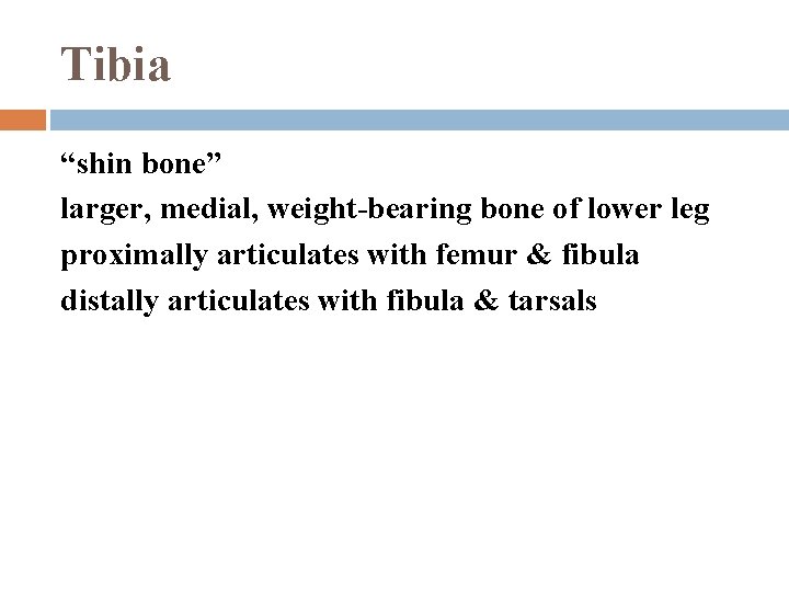 Tibia “shin bone” larger, medial, weight-bearing bone of lower leg proximally articulates with femur