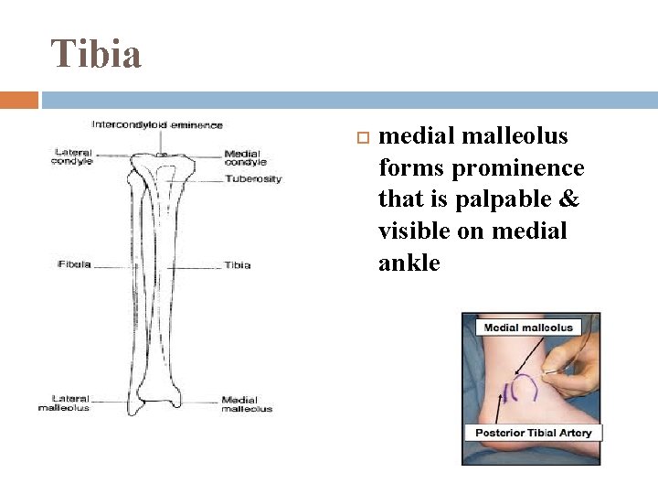 Tibia medial malleolus forms prominence that is palpable & visible on medial ankle 