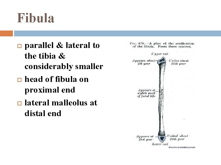 Fibula parallel & lateral to the tibia & considerably smaller head of fibula on