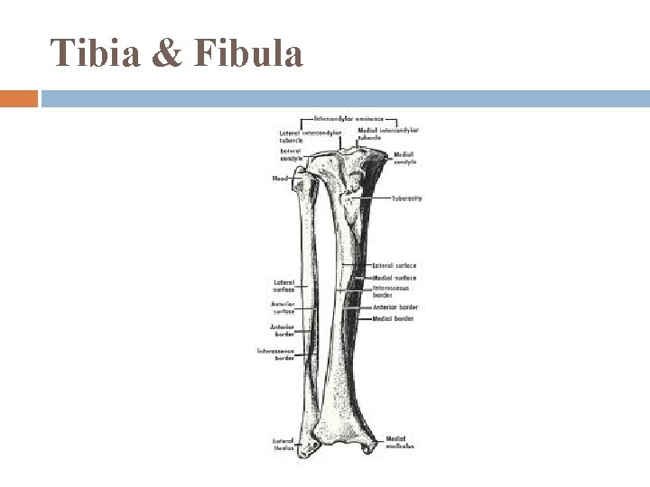 Tibia & Fibula 