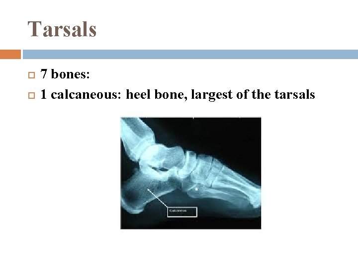 Tarsals 7 bones: 1 calcaneous: heel bone, largest of the tarsals 