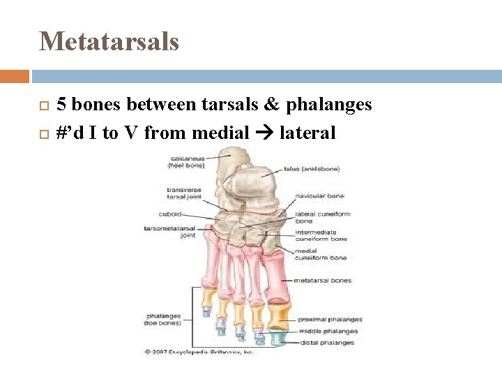 Metatarsals 5 bones between tarsals & phalanges #’d I to V from medial lateral