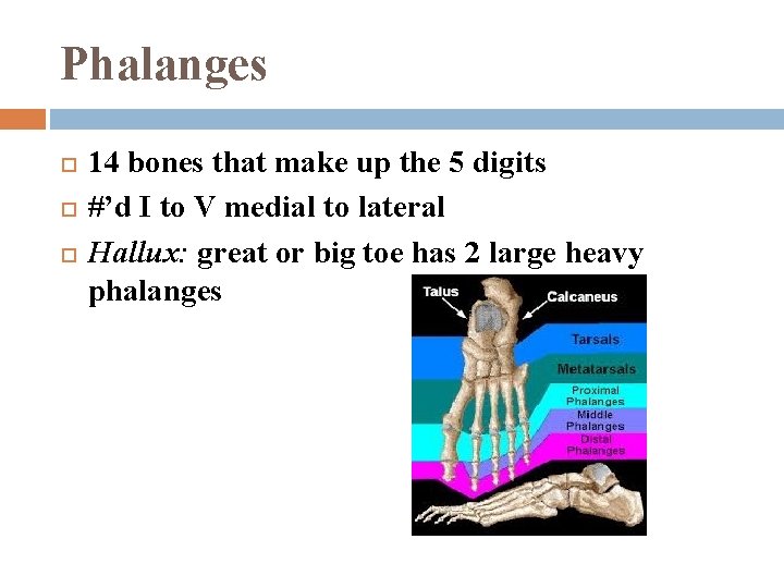 Phalanges 14 bones that make up the 5 digits #’d I to V medial