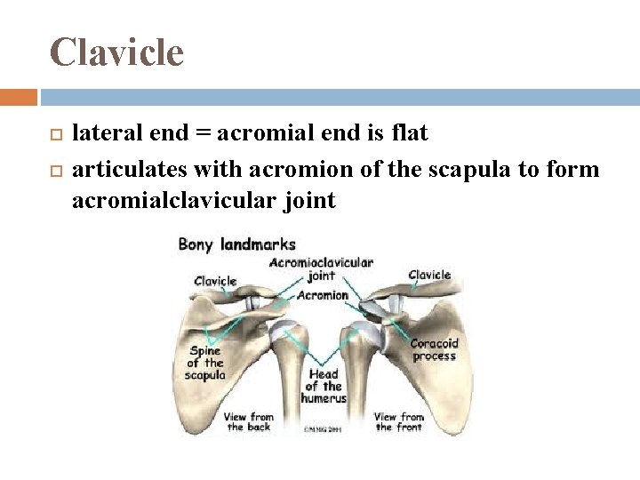 Clavicle lateral end = acromial end is flat articulates with acromion of the scapula