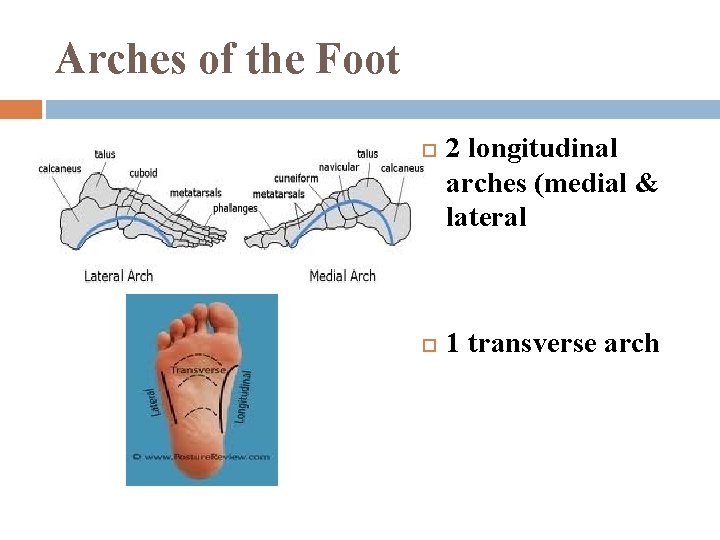 Arches of the Foot 2 longitudinal arches (medial & lateral 1 transverse arch 