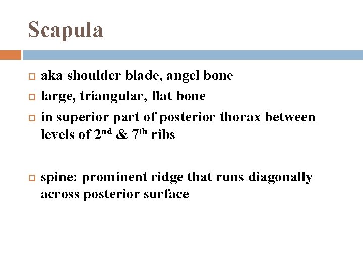 Scapula aka shoulder blade, angel bone large, triangular, flat bone in superior part of
