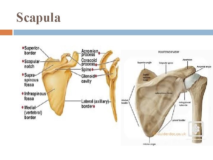 Scapula 