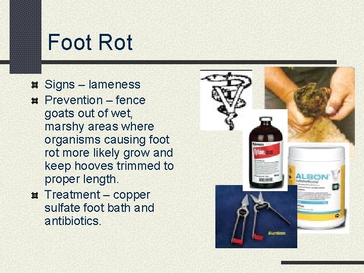 Foot Rot Signs – lameness Prevention – fence goats out of wet, marshy areas