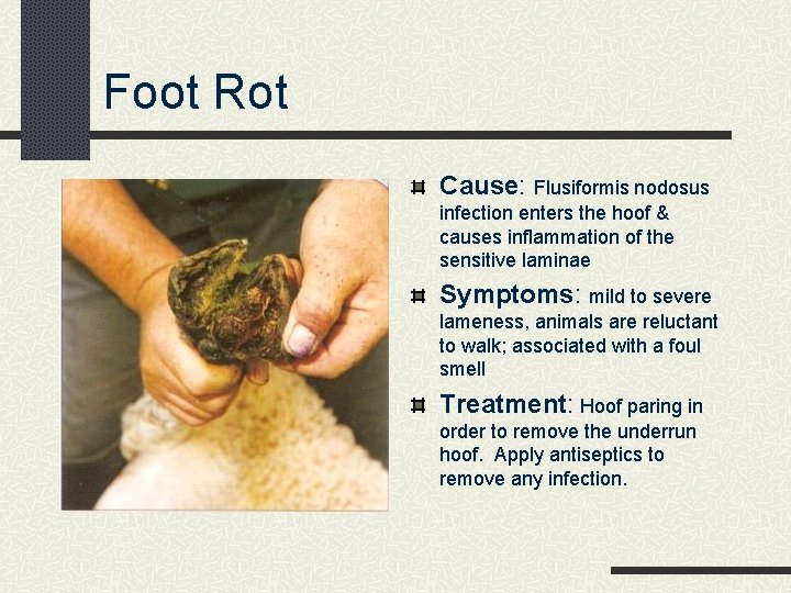 Foot Rot Cause: Flusiformis nodosus infection enters the hoof & causes inflammation of the
