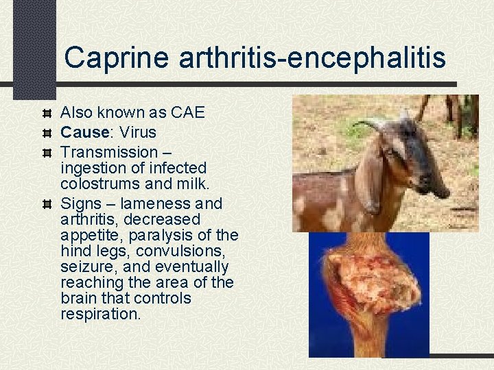 Caprine arthritis-encephalitis Also known as CAE Cause: Virus Transmission – ingestion of infected colostrums