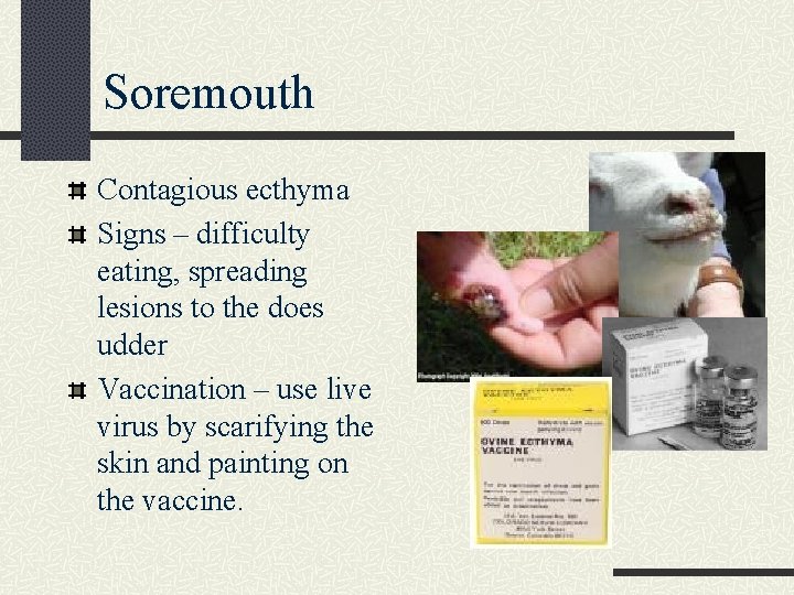 Soremouth Contagious ecthyma Signs – difficulty eating, spreading lesions to the does udder Vaccination