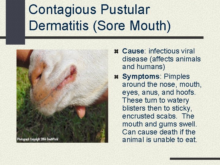 Contagious Pustular Dermatitis (Sore Mouth) Cause: infectious viral disease (affects animals and humans) Symptoms: