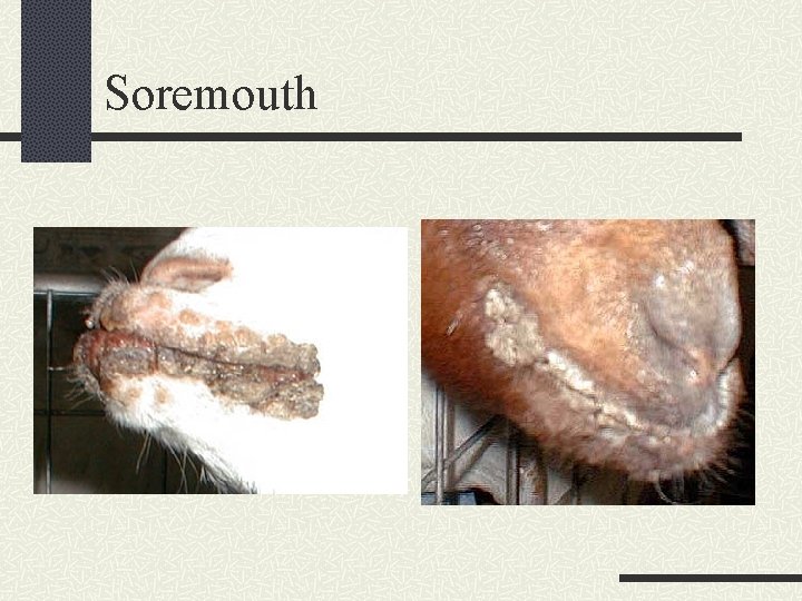 Soremouth 