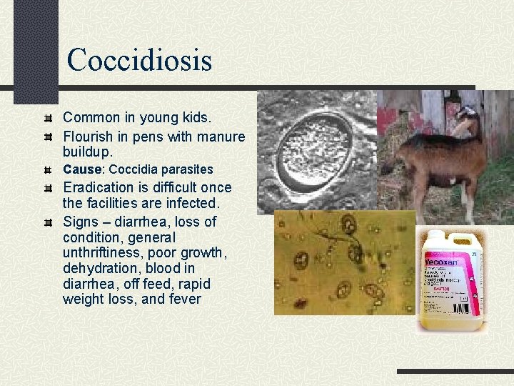 Coccidiosis Common in young kids. Flourish in pens with manure buildup. Cause: Coccidia parasites
