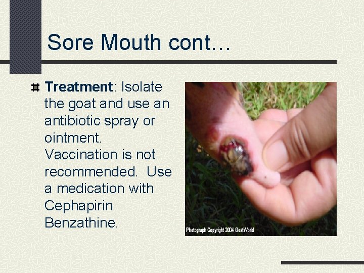 Sore Mouth cont… Treatment: Isolate the goat and use an antibiotic spray or ointment.