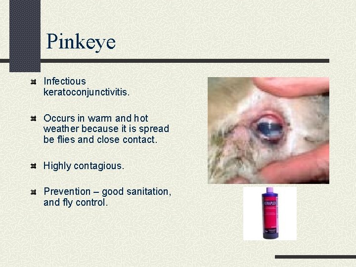 Pinkeye Infectious keratoconjunctivitis. Occurs in warm and hot weather because it is spread be
