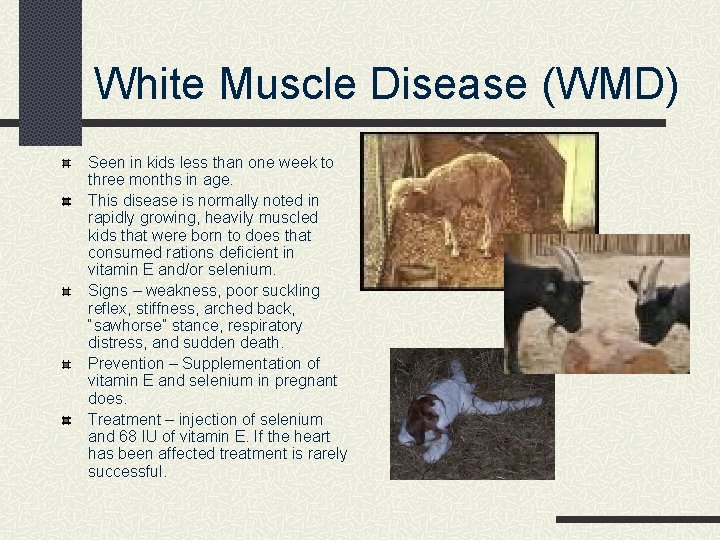 White Muscle Disease (WMD) Seen in kids less than one week to three months