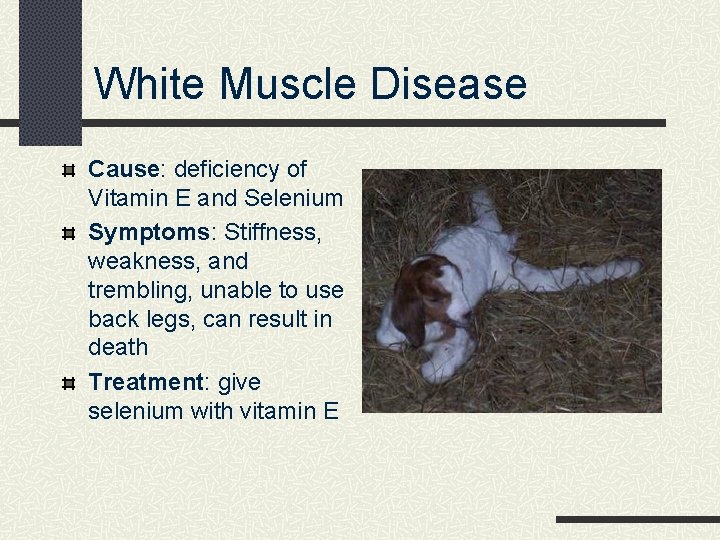 White Muscle Disease Cause: deficiency of Vitamin E and Selenium Symptoms: Stiffness, weakness, and
