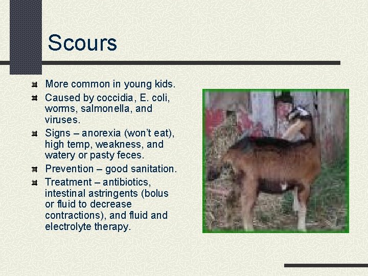 Scours More common in young kids. Caused by coccidia, E. coli, worms, salmonella, and