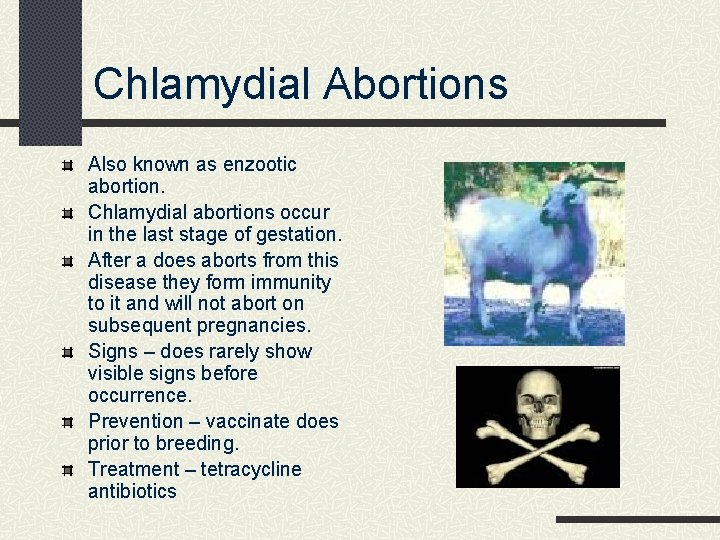 Chlamydial Abortions Also known as enzootic abortion. Chlamydial abortions occur in the last stage