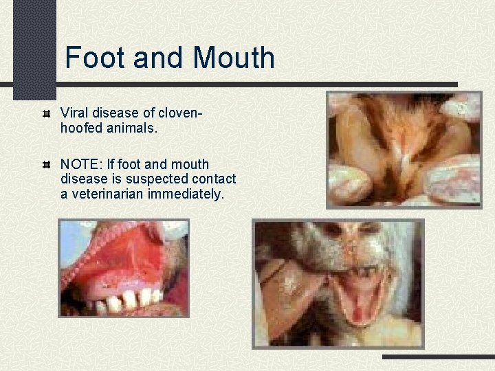 Foot and Mouth Viral disease of clovenhoofed animals. NOTE: If foot and mouth disease
