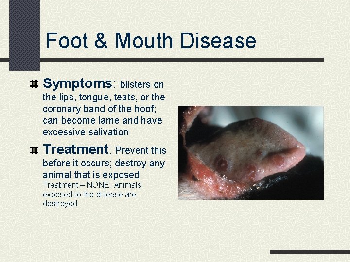 Foot & Mouth Disease Symptoms: blisters on the lips, tongue, teats, or the coronary