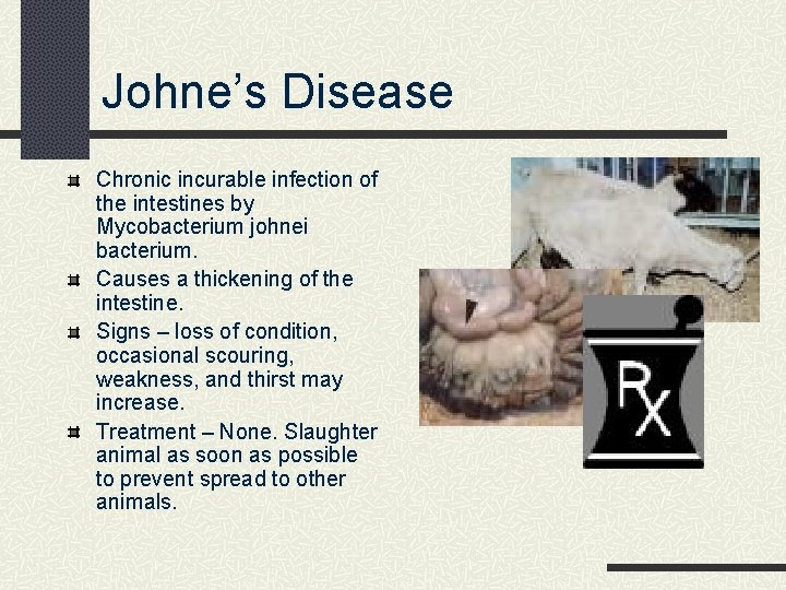 Johne’s Disease Chronic incurable infection of the intestines by Mycobacterium johnei bacterium. Causes a