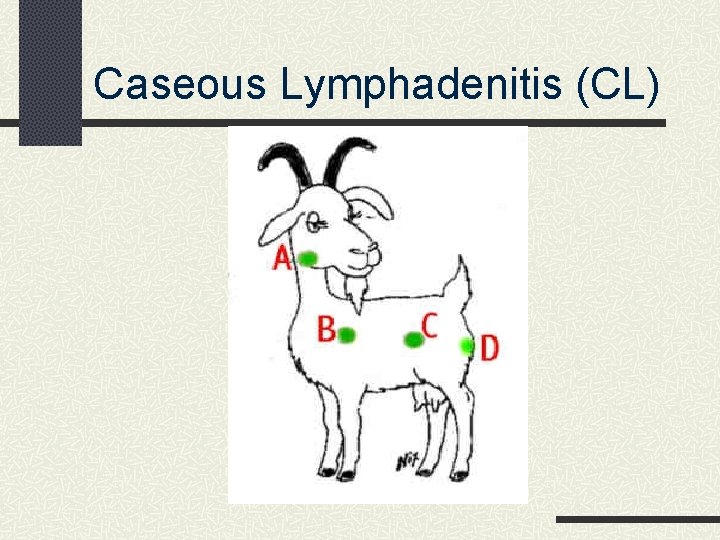 Caseous Lymphadenitis (CL) 