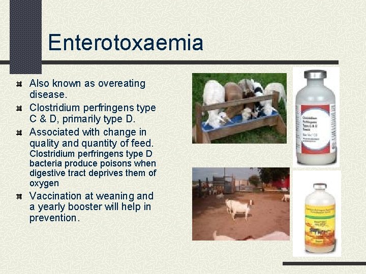 Enterotoxaemia Also known as overeating disease. Clostridium perfringens type C & D, primarily type