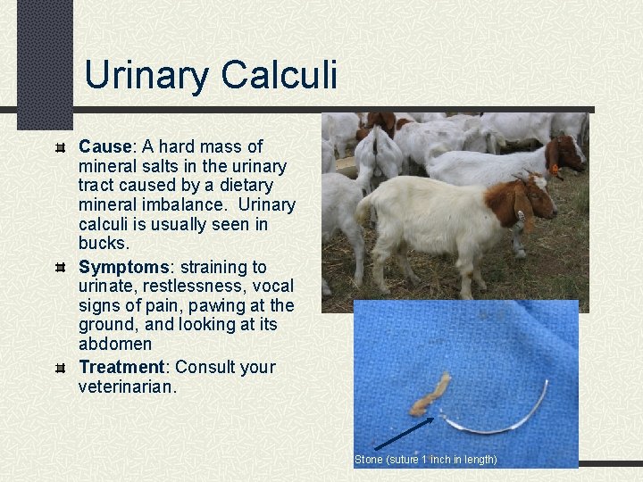 Urinary Calculi Cause: A hard mass of mineral salts in the urinary tract caused