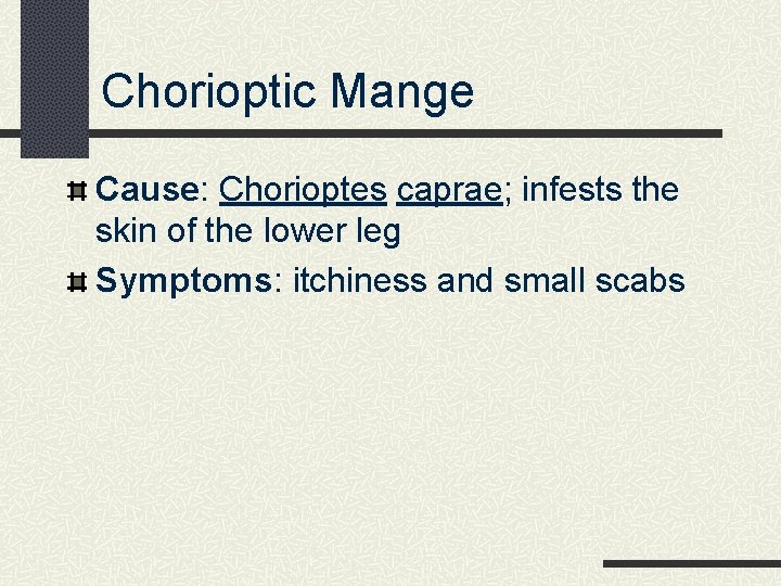 Chorioptic Mange Cause: Chorioptes caprae; infests the skin of the lower leg Symptoms: itchiness