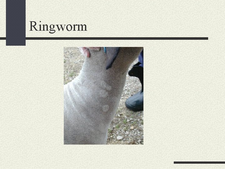 Ringworm 