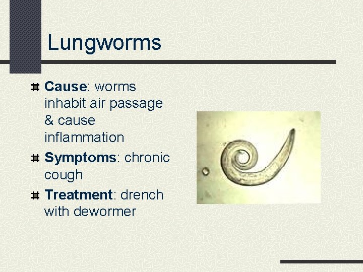 Lungworms Cause: worms inhabit air passage & cause inflammation Symptoms: chronic cough Treatment: drench