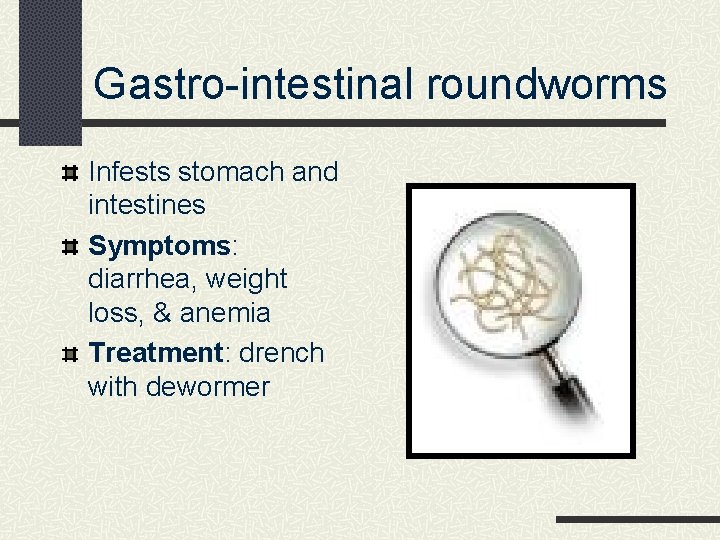 Gastro-intestinal roundworms Infests stomach and intestines Symptoms: diarrhea, weight loss, & anemia Treatment: drench
