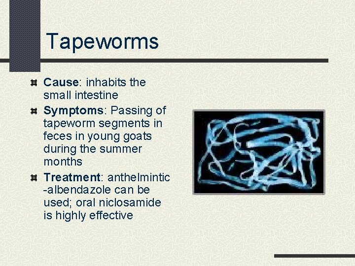 Tapeworms Cause: inhabits the small intestine Symptoms: Passing of tapeworm segments in feces in