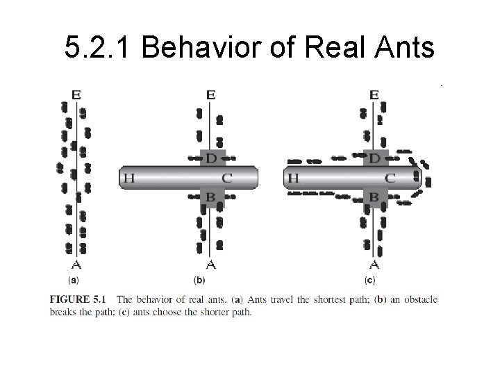 5. 2. 1 Behavior of Real Ants 