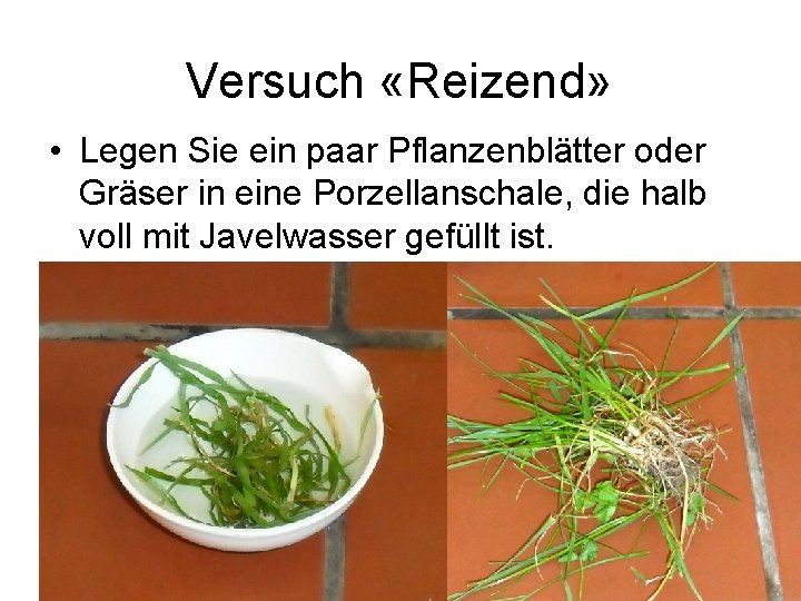 Versuch «Reizend» • Legen Sie ein paar Pflanzenblätter oder Gräser in eine Porzellanschale, die